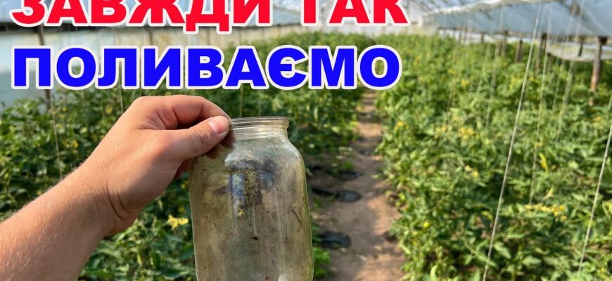 Як правильно здійснювати полив у теплиці: рекомендації та поради