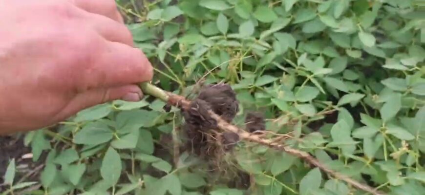 Відмінності між соєю та бобами: ключові аспекти та особливості