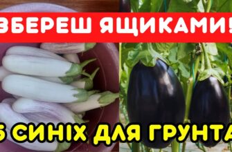 Який сорт баклажанів вибрати, щоб уникнути гіркоти: рекомендації