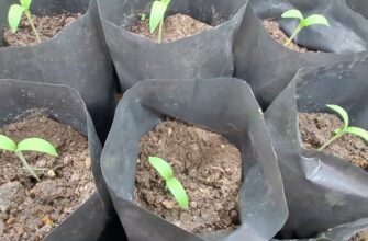 Оптимальний час для висаджування насіння баклажанів у відкритий ґрунт