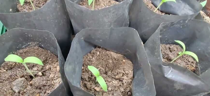 Оптимальний час для висаджування насіння баклажанів у відкритий ґрунт