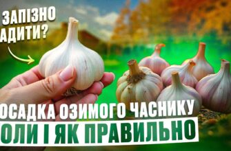 Коли Збирати Озимий Часник: Оптимальний Час для Урожаю в Україні