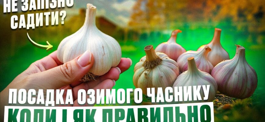 Коли Збирати Озимий Часник: Оптимальний Час для Урожаю в Україні