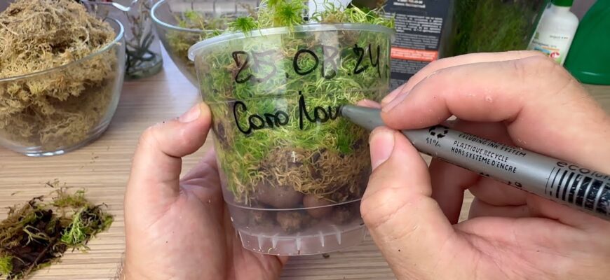 Чи можна висаджувати орхідеї в живий мох: переваги та недоліки методу