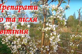 Оптимальні засоби для обробки дерев перед початком цвітіння