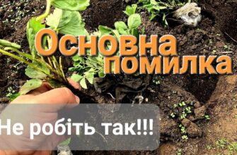 Як правильно садити суницю восени: покроковий гайд для садівників