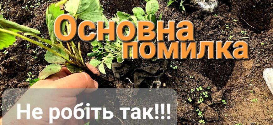 Як правильно садити суницю восени: покроковий гайд для садівників Як правильно садити суницю восени: покроковий гайд для садівників