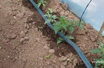 Вплив Лазуриту на ріст і розвиток трави: Огляд ключових ефектів