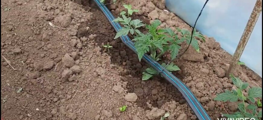 Вплив Лазуриту на ріст і розвиток трави: Огляд ключових ефектів