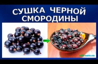 Чи ефективна сушарка для ягід смородини: практичні поради та нюанси