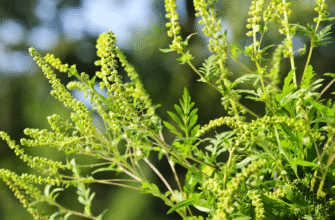 Ефективні методи боротьби з амброзією: як позбутися назавжди