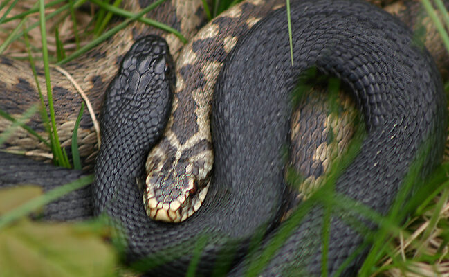 Ефективне лікування отруєння від укусу гадюки: які протиотрути працюють?