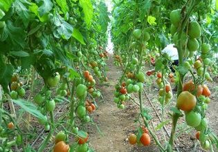 Як правильно доглядати за помідорами в теплиці після висадки рослин