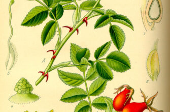 До якого виду та сімейства відноситься рослина шипшина: повний огляд