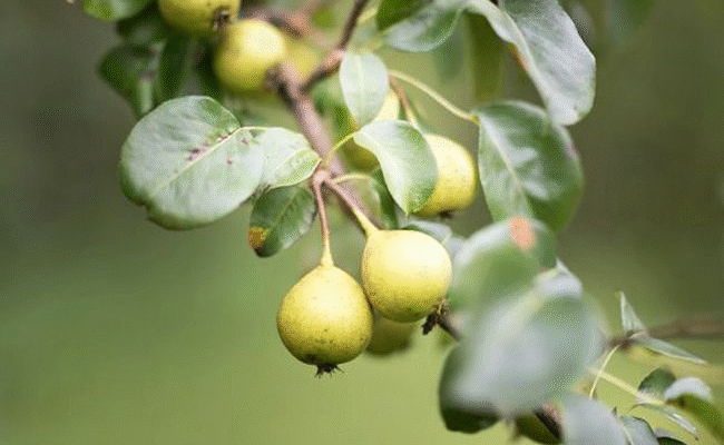 Користь гілочок груші: лікувальні властивості та застосування