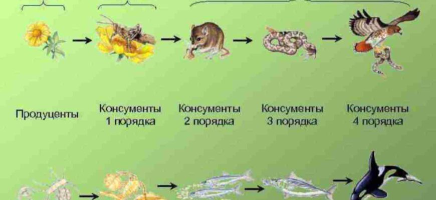 Роль редуцентів у природі: які тварини виконують цю функцію?