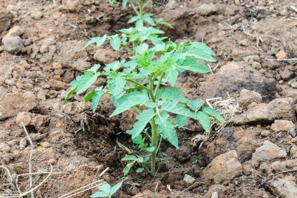 Коли та як підгодовувати помідори після висадки в теплицю: поради