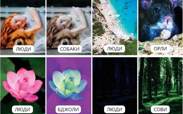 Частоти, які чують різні тварини: огляд звукового сприйняття фауни