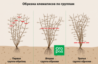 Як правильно обрізати клематис навесні: покрокова інструкція і поради