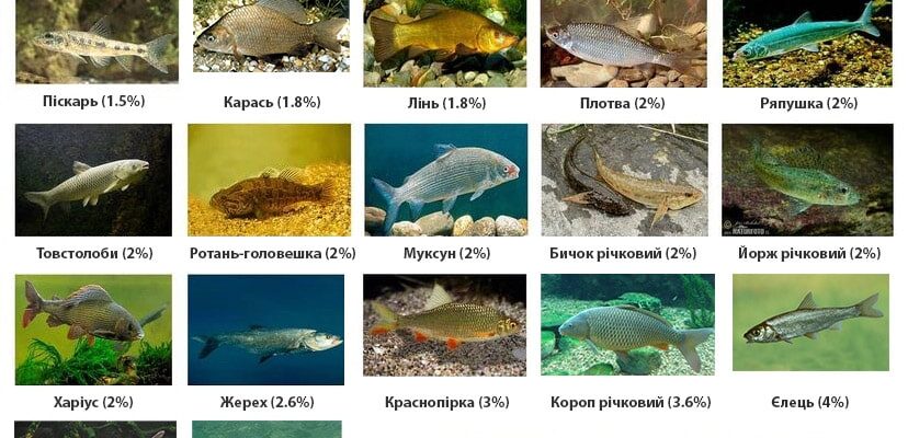 Оптимальне харчування для маленької черепашки: що потрібно знати власникам