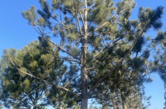 Як ефективно зменшити висоту сосни: поради садівникам