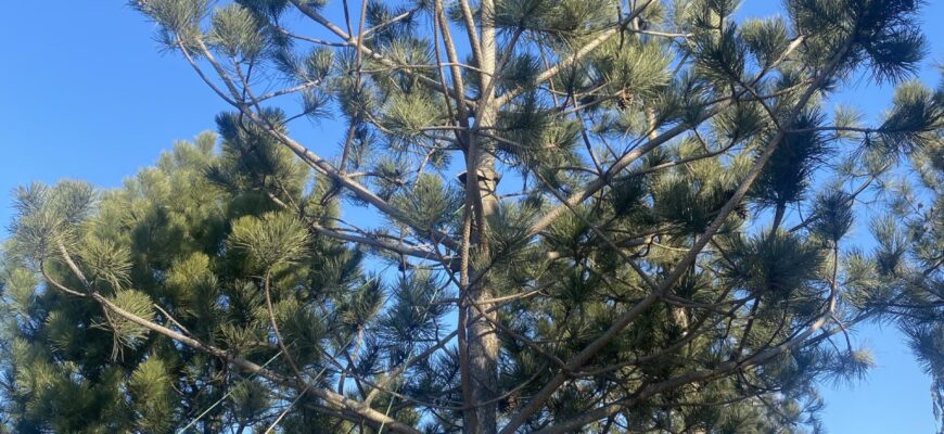 Як ефективно зменшити висоту сосни: поради садівникам