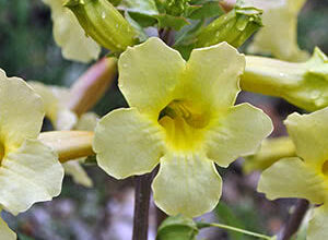 Яка рослина на букву І: інтригуючий список для вашого саду