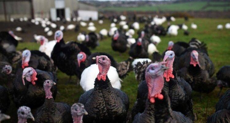 Розведення птиці в ІЖС: дозволи, обмеження та юридичні аспекти