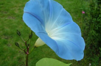 Інші назви квітів Паничі: альтернативні варіанти та їх значення