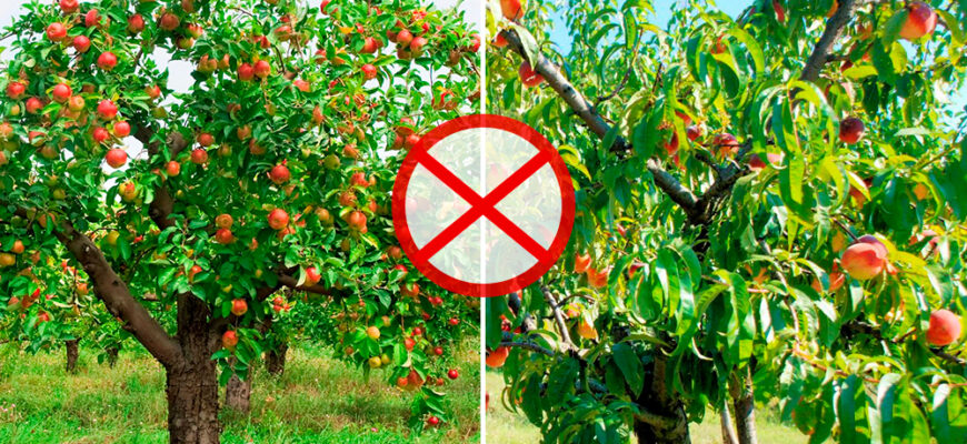 Чи варто садити яблуні та груші поруч: поради та рекомендації