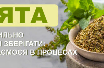 Чи обов’язково мити трави перед сушінням: що варто знати?