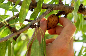 Як проростити мигдаль: покроковий гід для домашнього вирощування