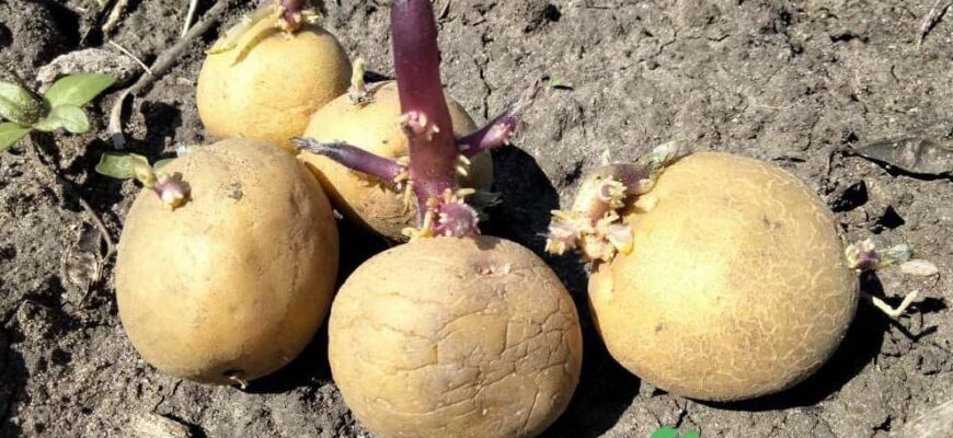 Ефективні методи: Як швидко проростити насіння картоплі вдома