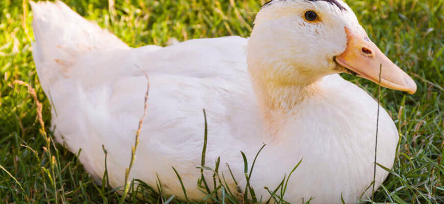 Скільки часу потрібно для вирощування качок до дорослого віку?