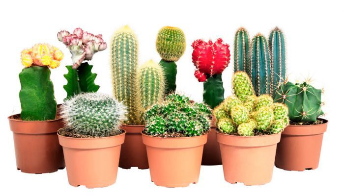 Чому я обожнюю кактуси: переваги вирощування цих унікальних рослин