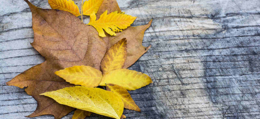 Ефективні методи швидкого висушування листя для творчих виробів