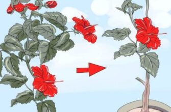 Оптимальне формування куща чайної троянди: поради та технології догляду