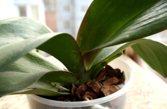 Як змусити орхідеї цвісти: корисні поради для яскравого цвітіння