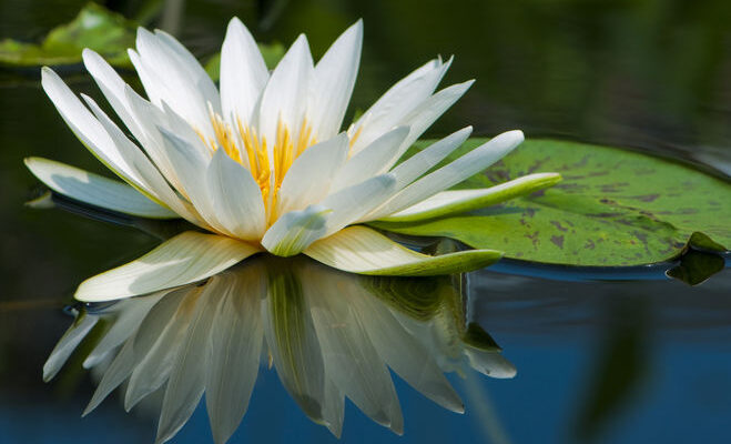 Квіти, що починаються на “Л”: повний список для вашого саду