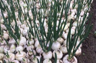 “Який сорт цибулі обрати для посадки на зелень: поради та рекомендації”