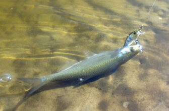 Як ефективно позбутися верховодки: практичні поради та методи