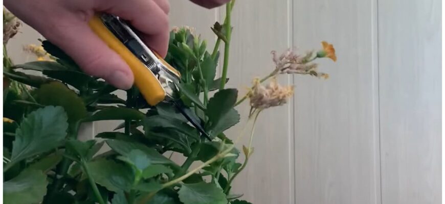 Чи потрібно обрізати листя у каланхое: поради та рекомендації догляду