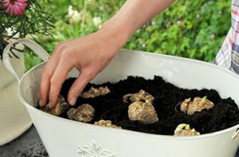 Оптимальний вибір горщика для кал: поради та рекомендації