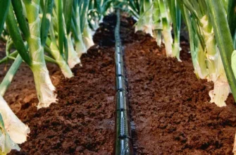 Крапельна стрічка чи крапельниця: що краще обрати для вашого саду?