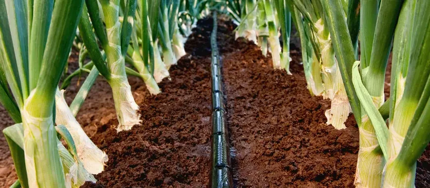 Крапельна стрічка чи крапельниця: що краще обрати для вашого саду?