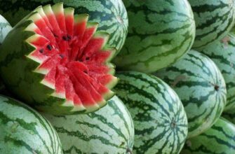 Оптимальний місяць для споживання кавуна: коли найкращий час?
