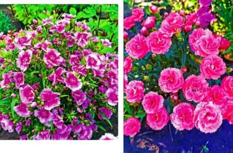 Тривалість цвітіння китайської гвоздики: секрети догляду та періоди цвіту