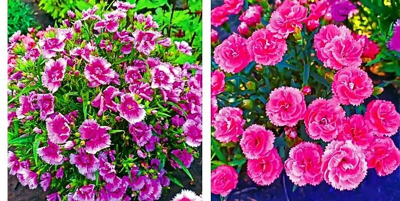 Тривалість цвітіння китайської гвоздики: секрети догляду та періоди цвіту