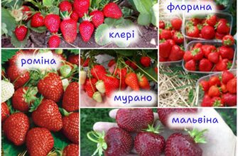 Огляд найпопулярніших сортів полуниці: види та особливості вирощування