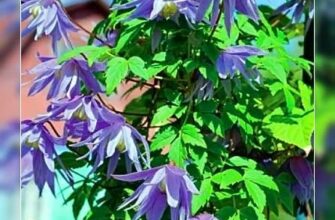 Чи потрібно обрізати Княжик: поради та рекомендації для садівників